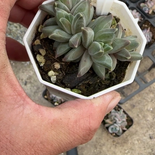 4梵高多肉植物多肉