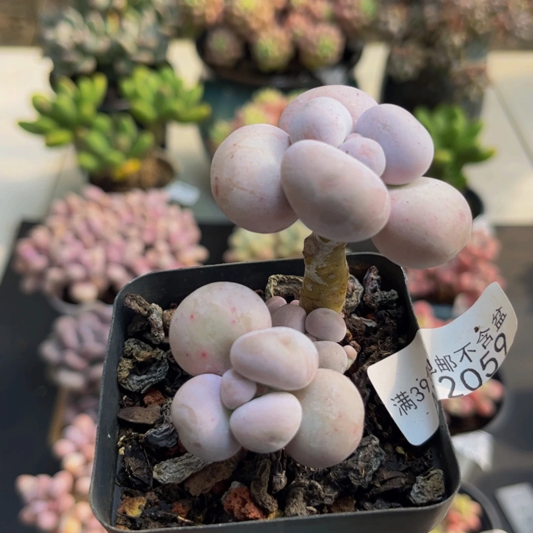 2059芭比奶酪6cm多肉