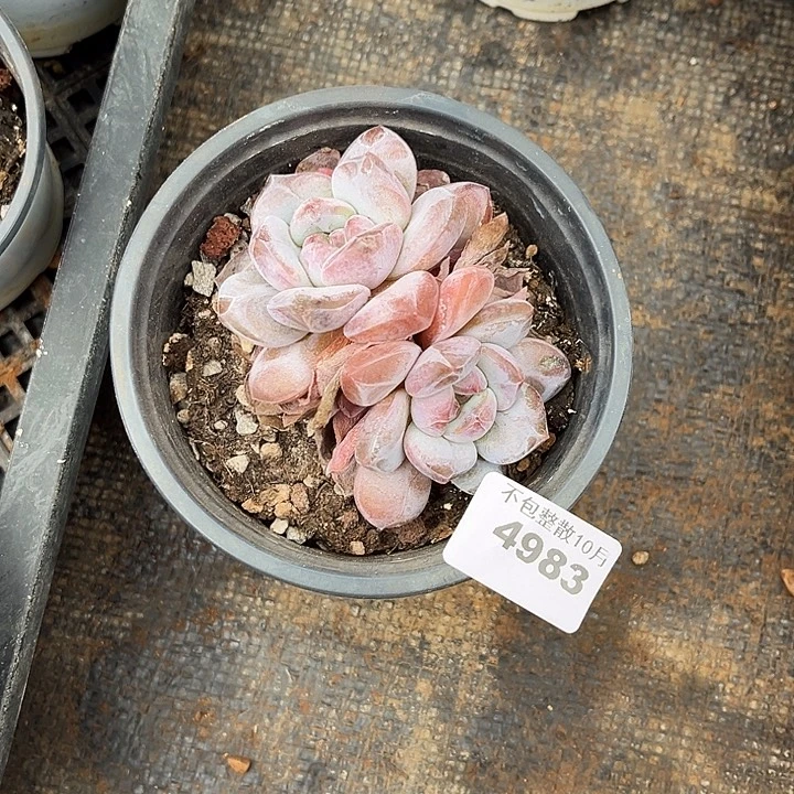 阿雅园艺。       4983星影