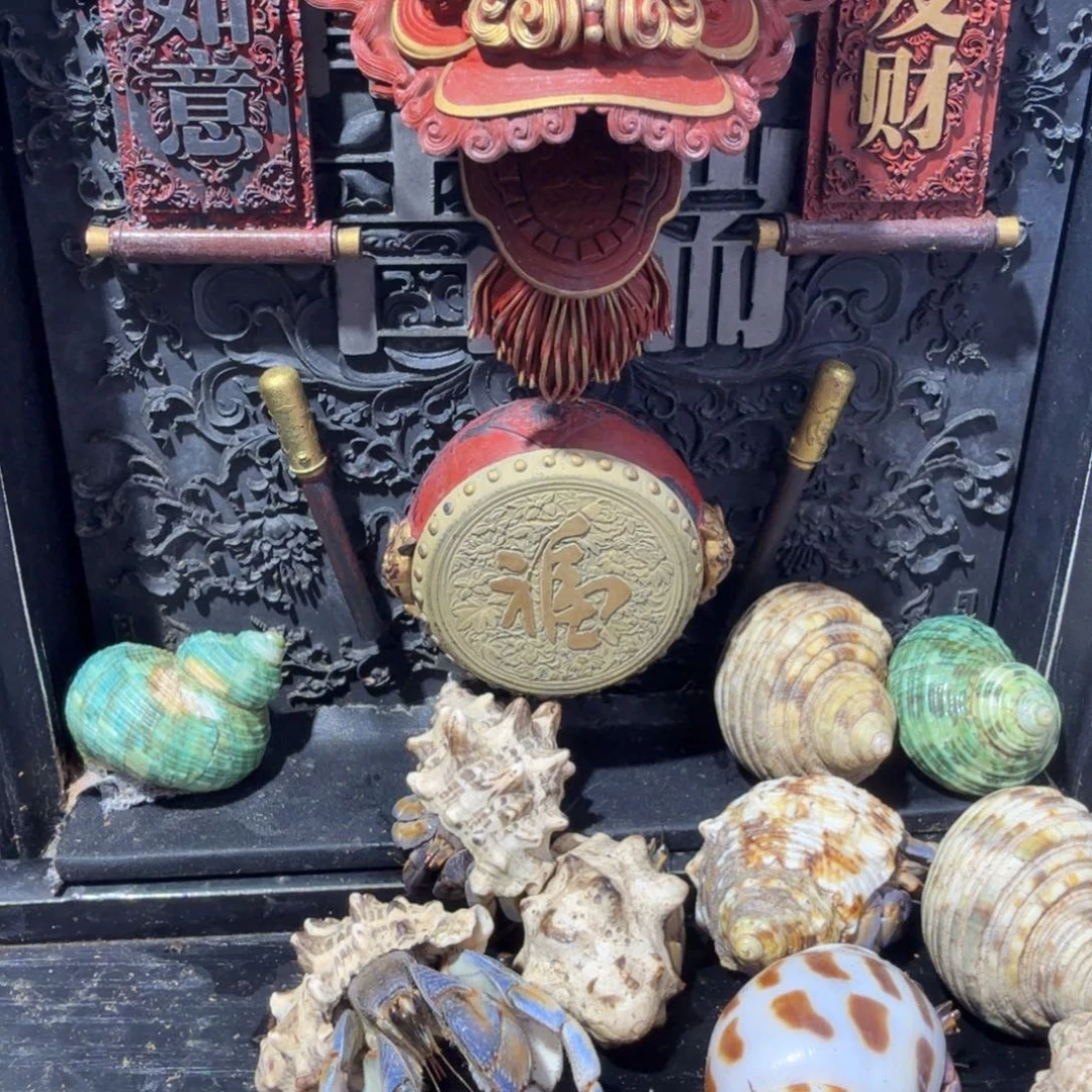 子路寄居蟹被包邮包邮