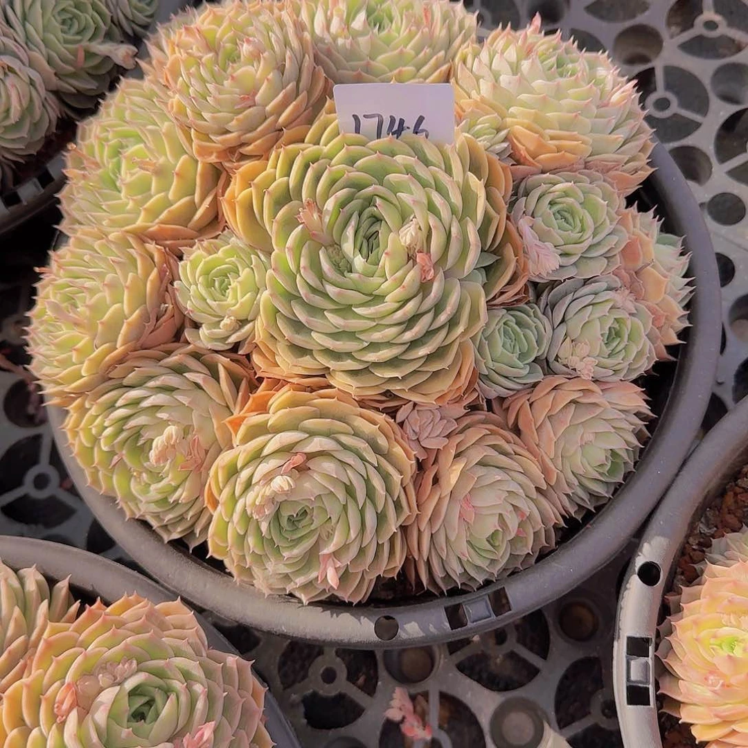 兜***糖1746昂斯诺多肉