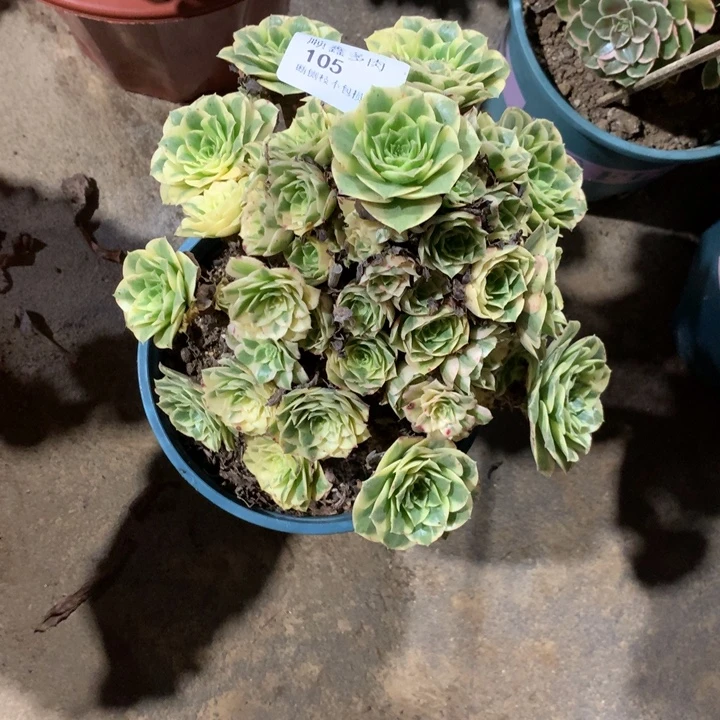 105迈巴赫多肉植物特价