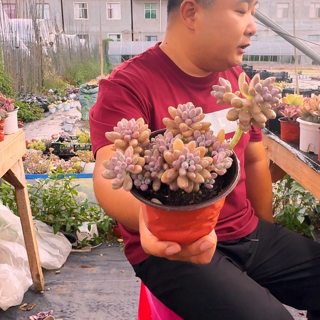 星黛露120多肉植物
