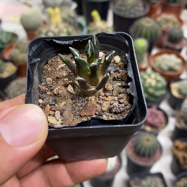实生黑牡丹特价福利