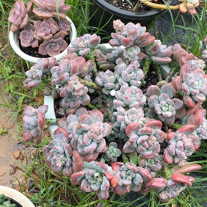 L***至红洛神多肉植物群