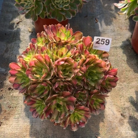 259韶华手捧多肉，