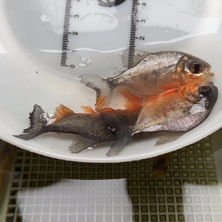 不***钓繁殖鱼蟹虾鲳鱼5公分11条