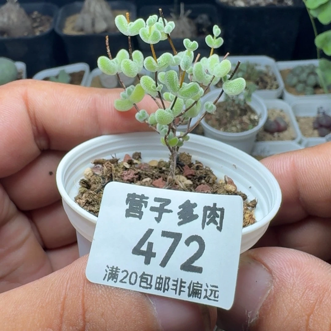 莱斯带盆土
