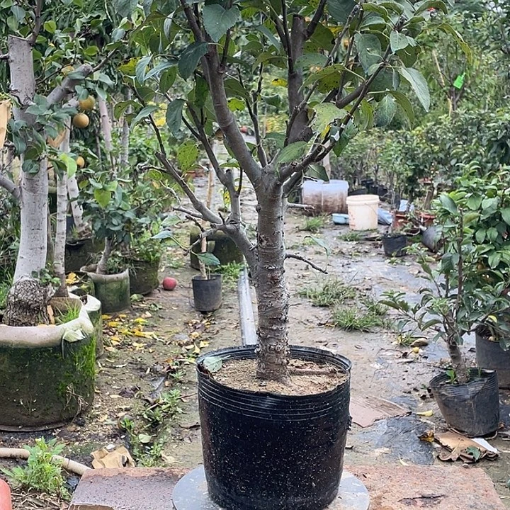 苹果树一物一拍苹果树