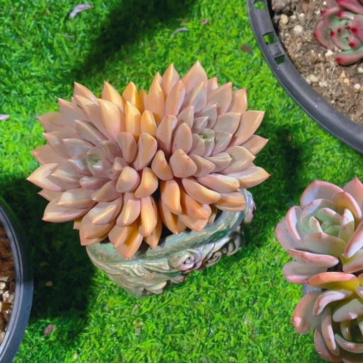 谢谢你的支持00000020