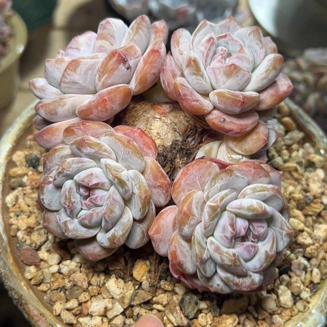 六头精控粗腿包脸