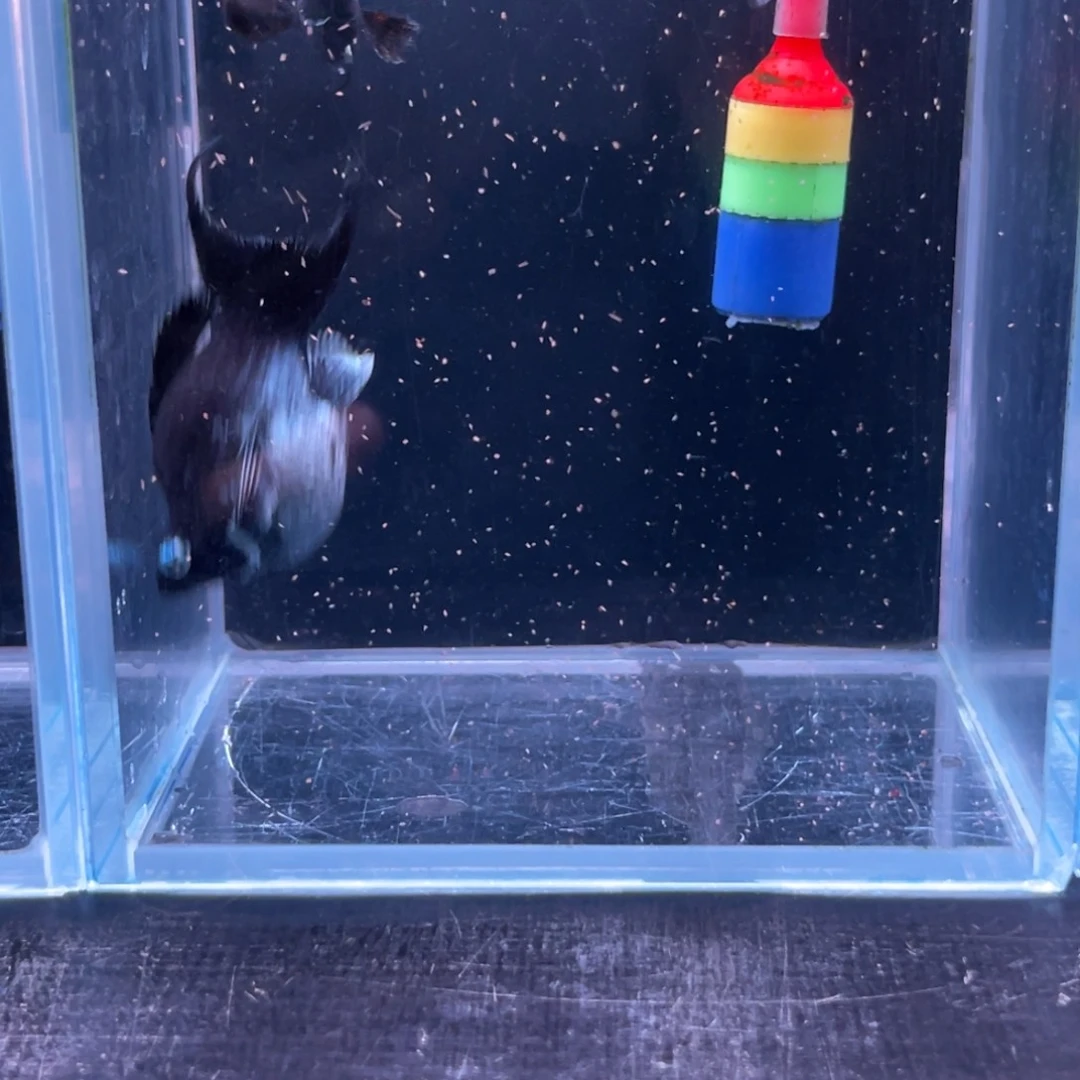 孔雀鱼1号玛丽1对