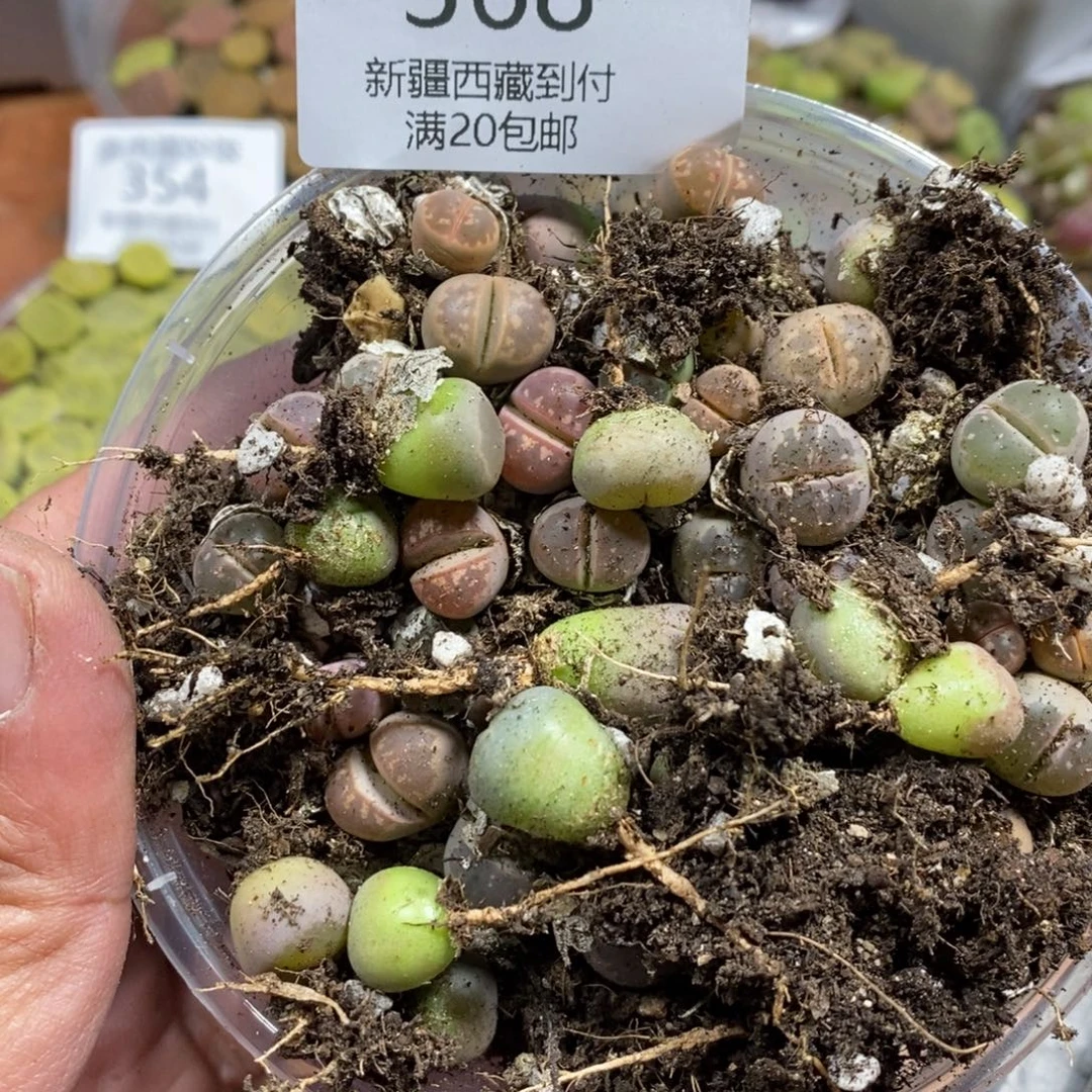 愉***悦多肉蛋炒饭感谢您相伴368