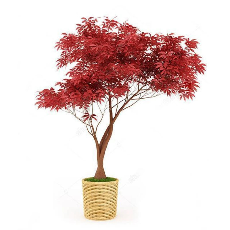 红枫树盆栽庭院室内室外好养易活红色叶子植物小盆景脱盆原土精品