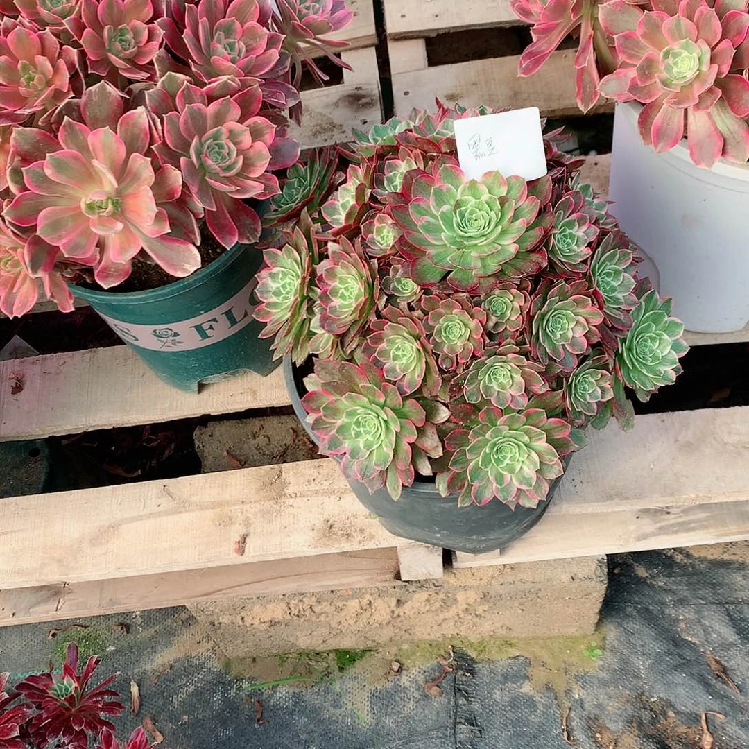 【闪购商品】黑*莲花，多肉