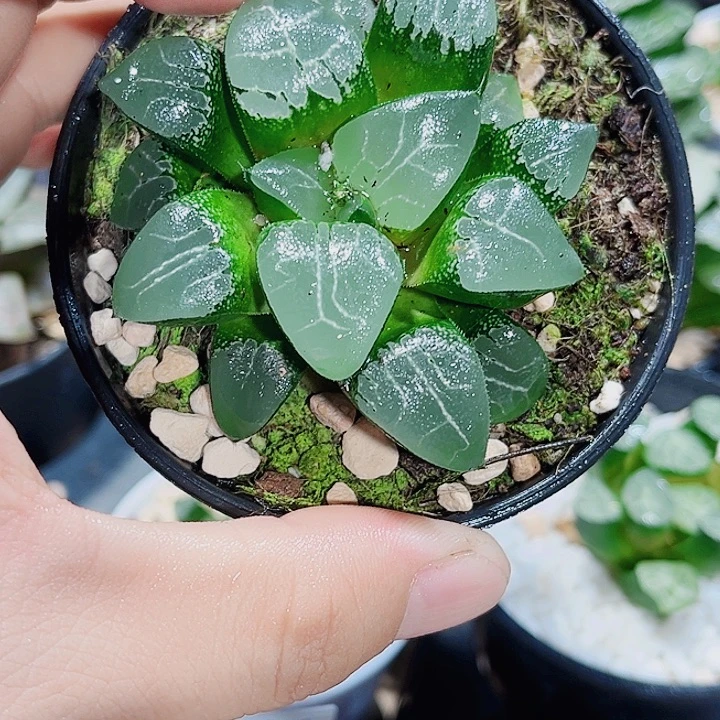 月影寿新手好养恩