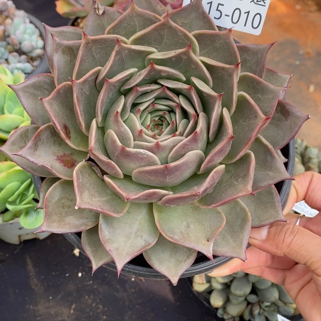 两单包邮1115-10星星