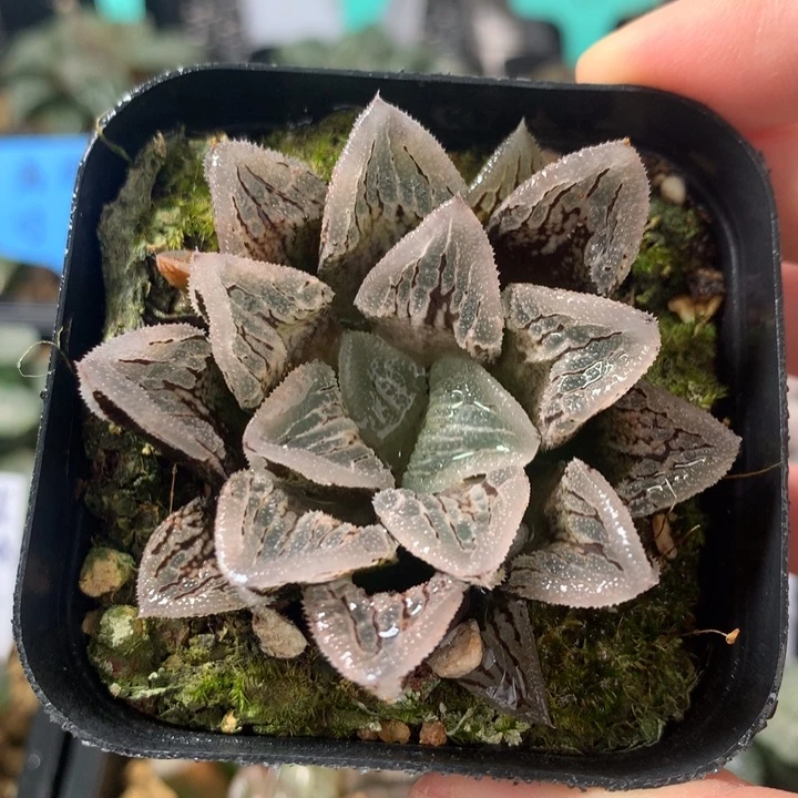 冰上之舞一物一拍