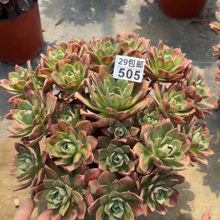 星灿……多肉植物……