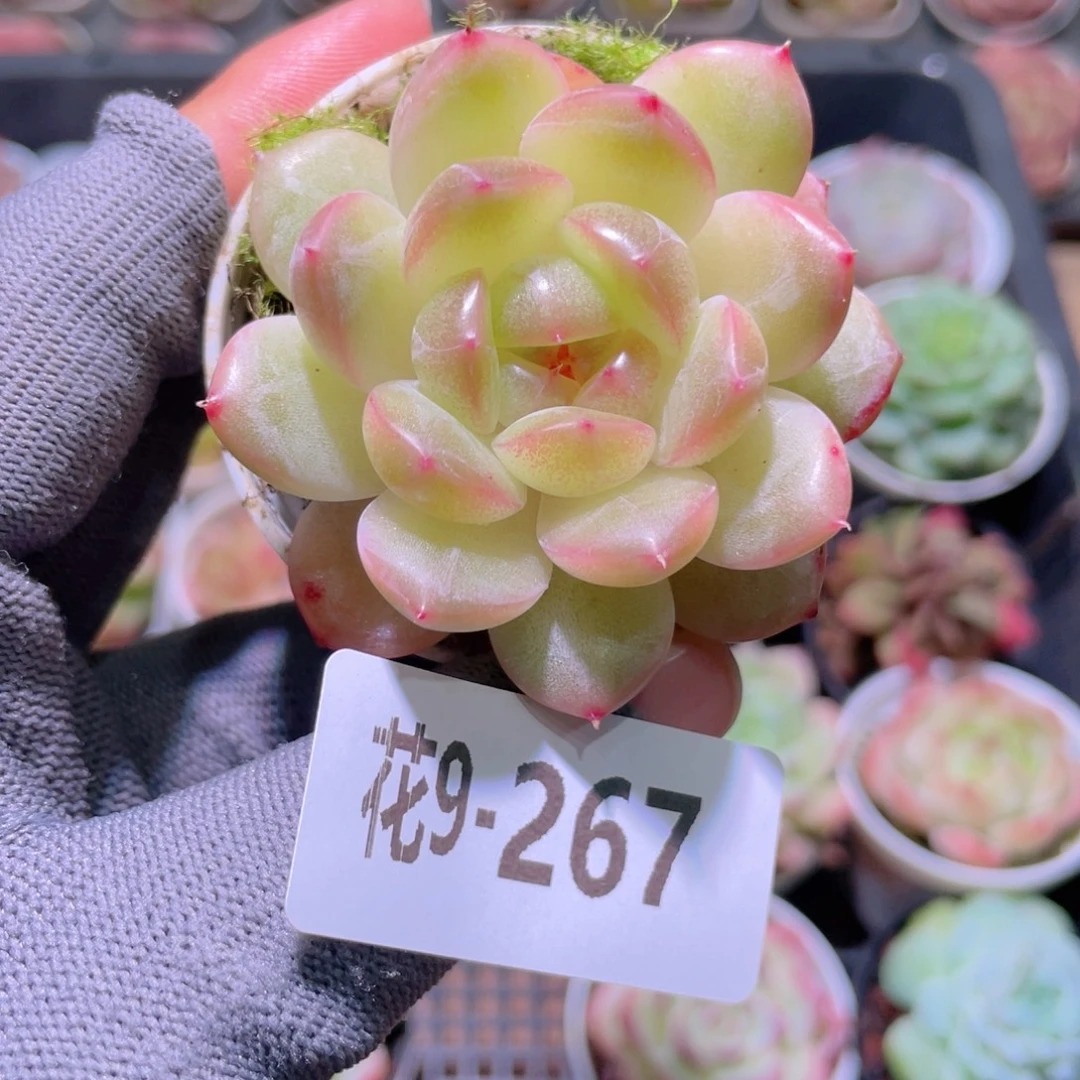 花利美 9-267福利珍妮