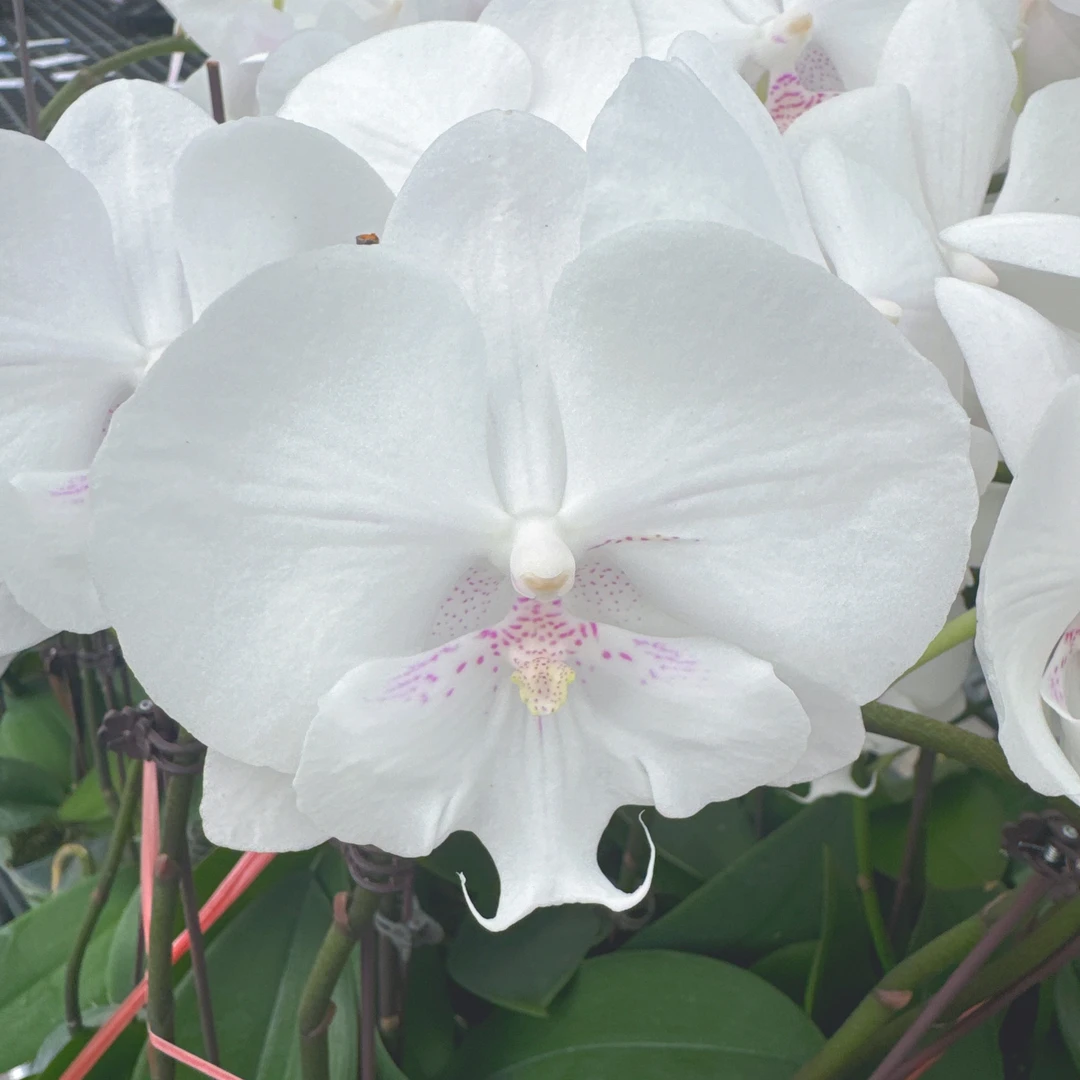 精选蝴蝶兰【冰雪奇缘】高端白色系 室内花卉绿植鲜花盆栽
