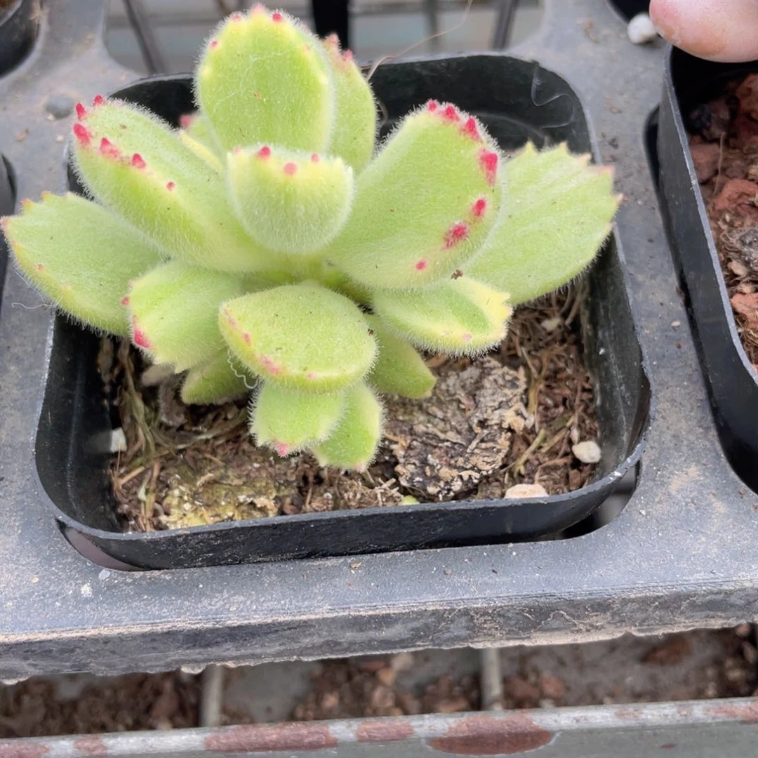 白熊多肉9.9包邮发货