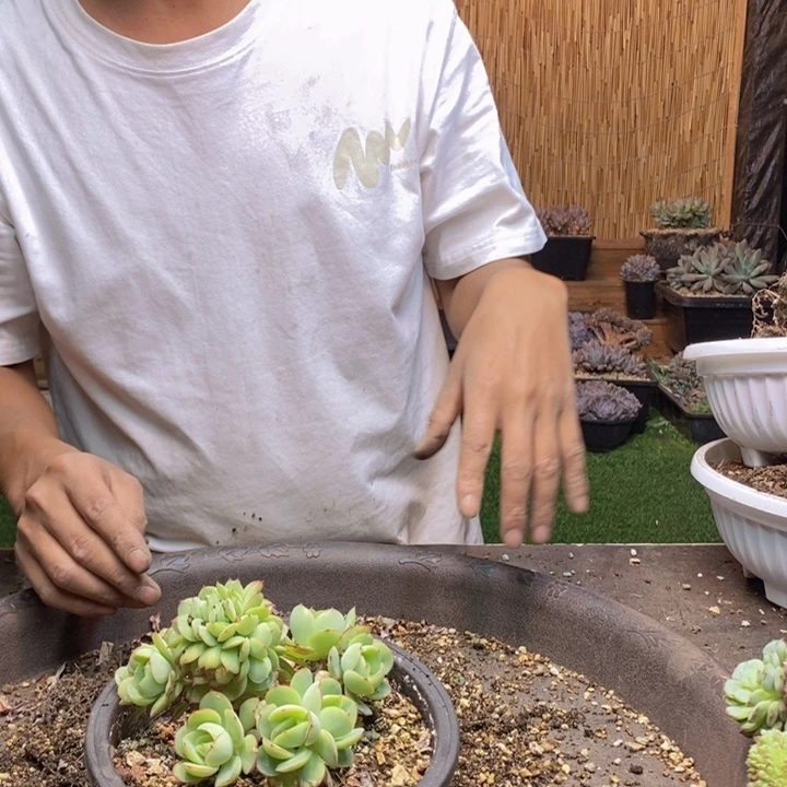 ****法46号牡丹亭多肉植物