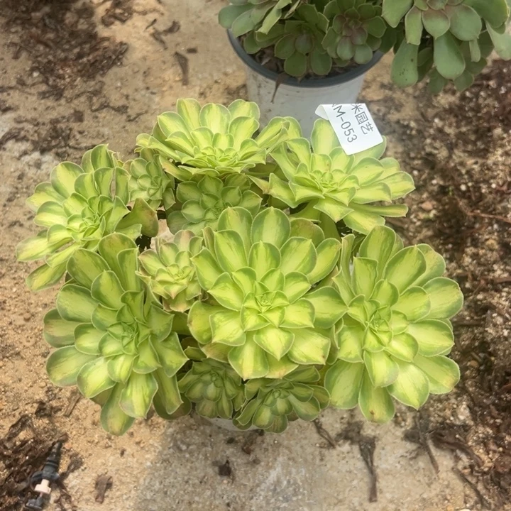 韶华丛林多肉植物053