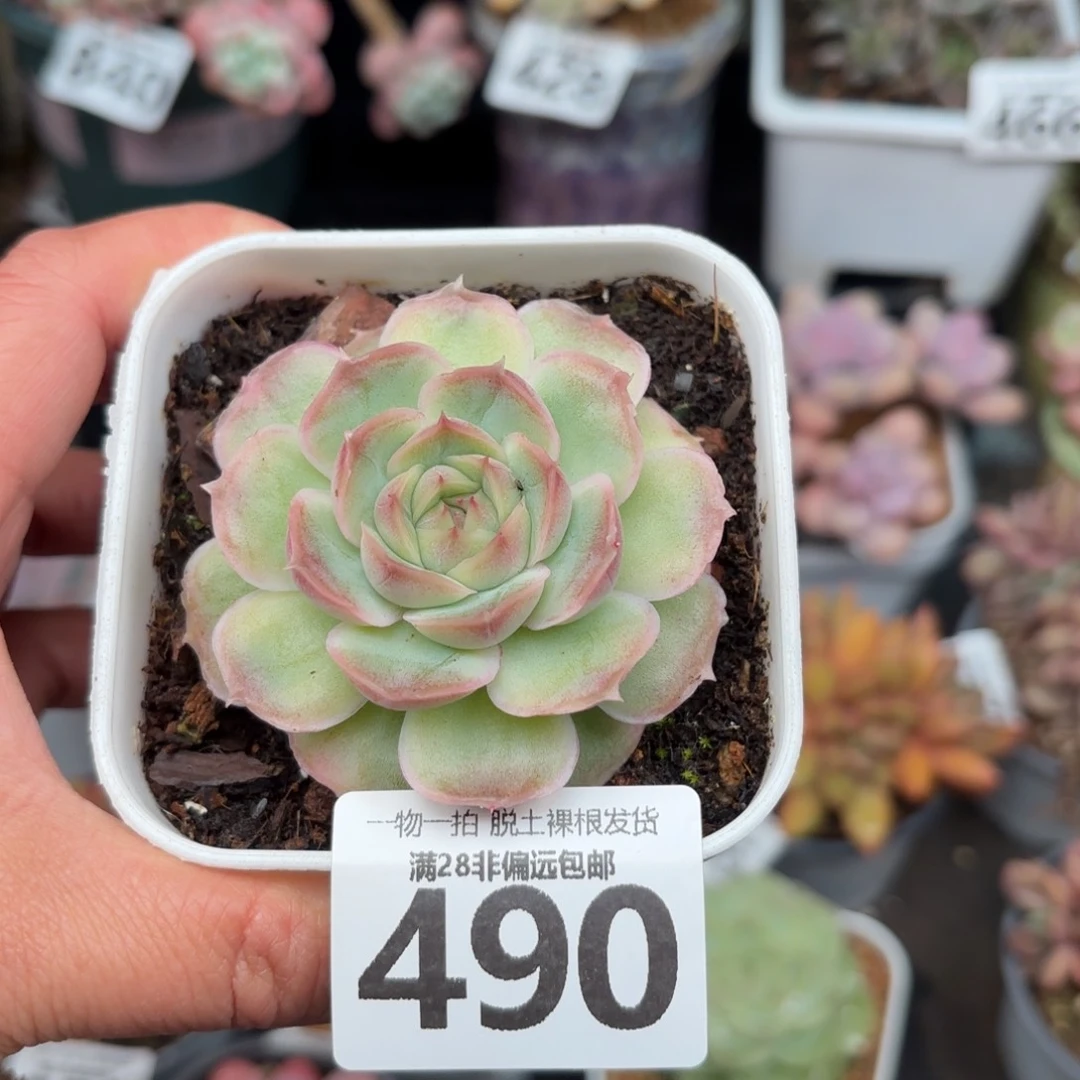 虾饺单头无盆土发货