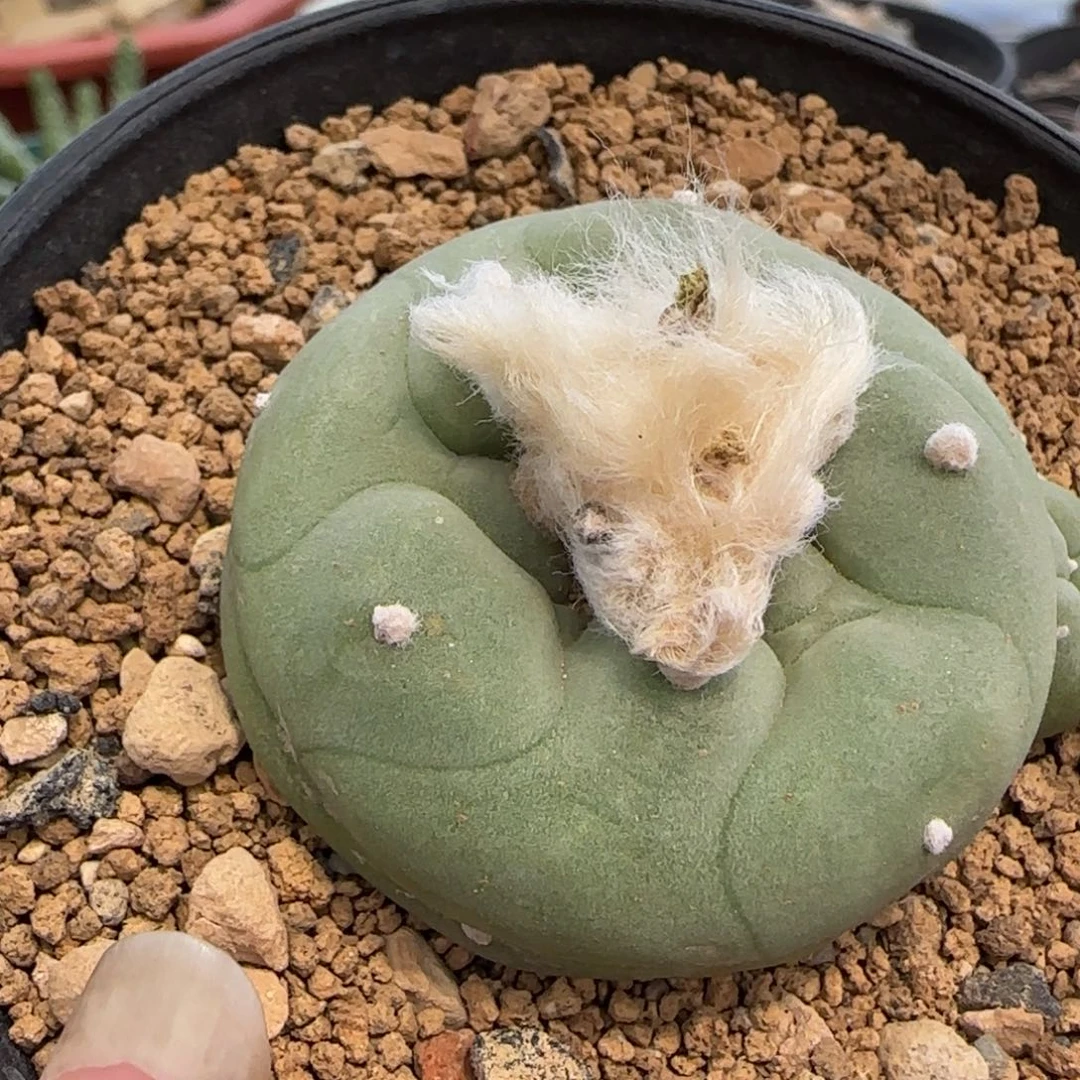 098实生大尤奶翠多肉