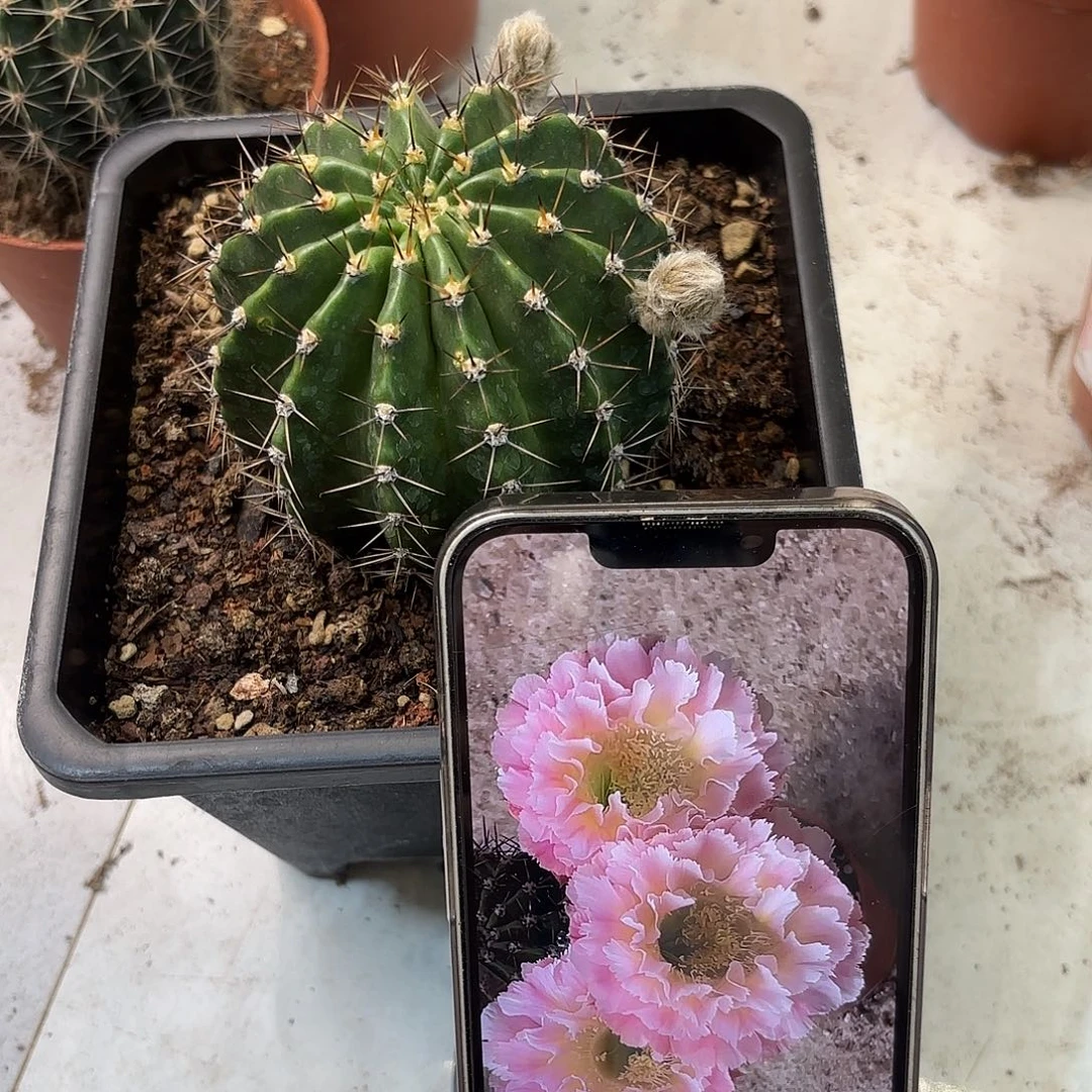 黛*彩草颜如玉7-8公分左右