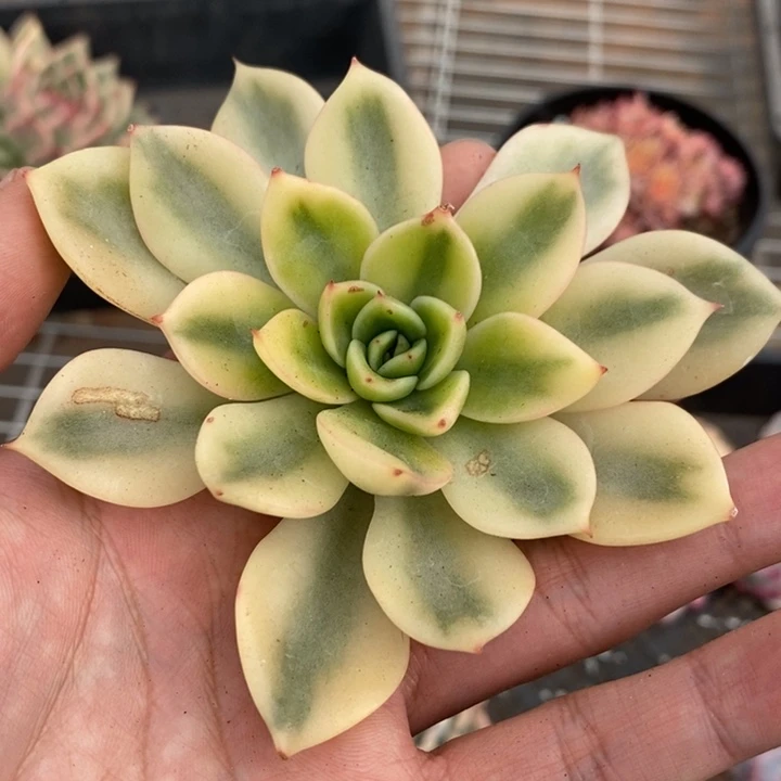 朱比丽锦多肉植物A2878