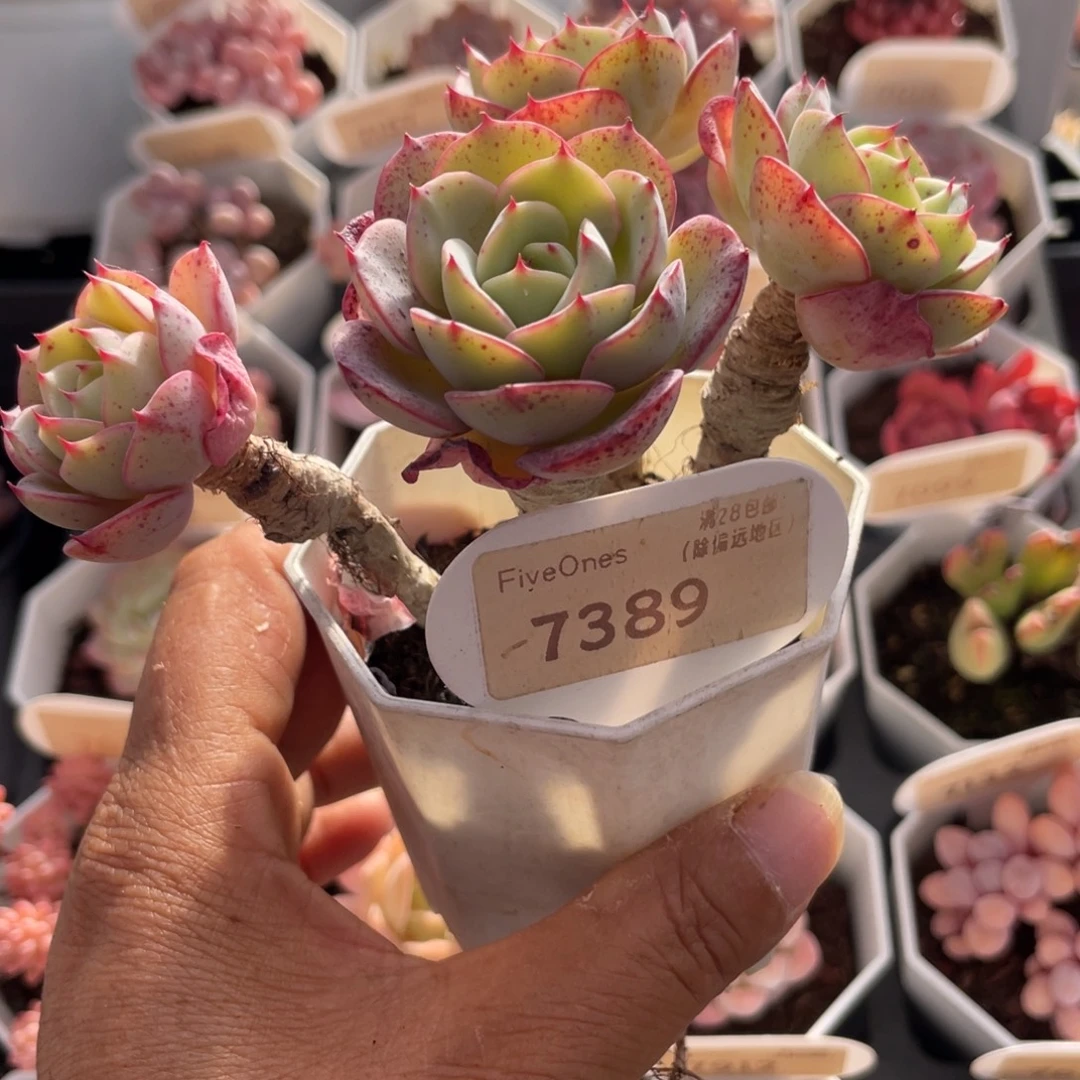 奶油黄桃7389-11.0厘米