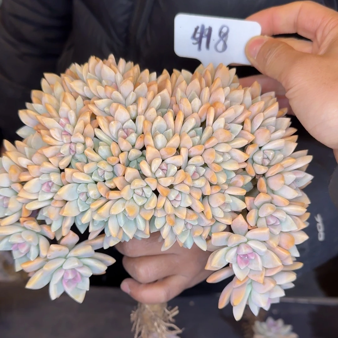 多肉植物的生长发育和生长发育都