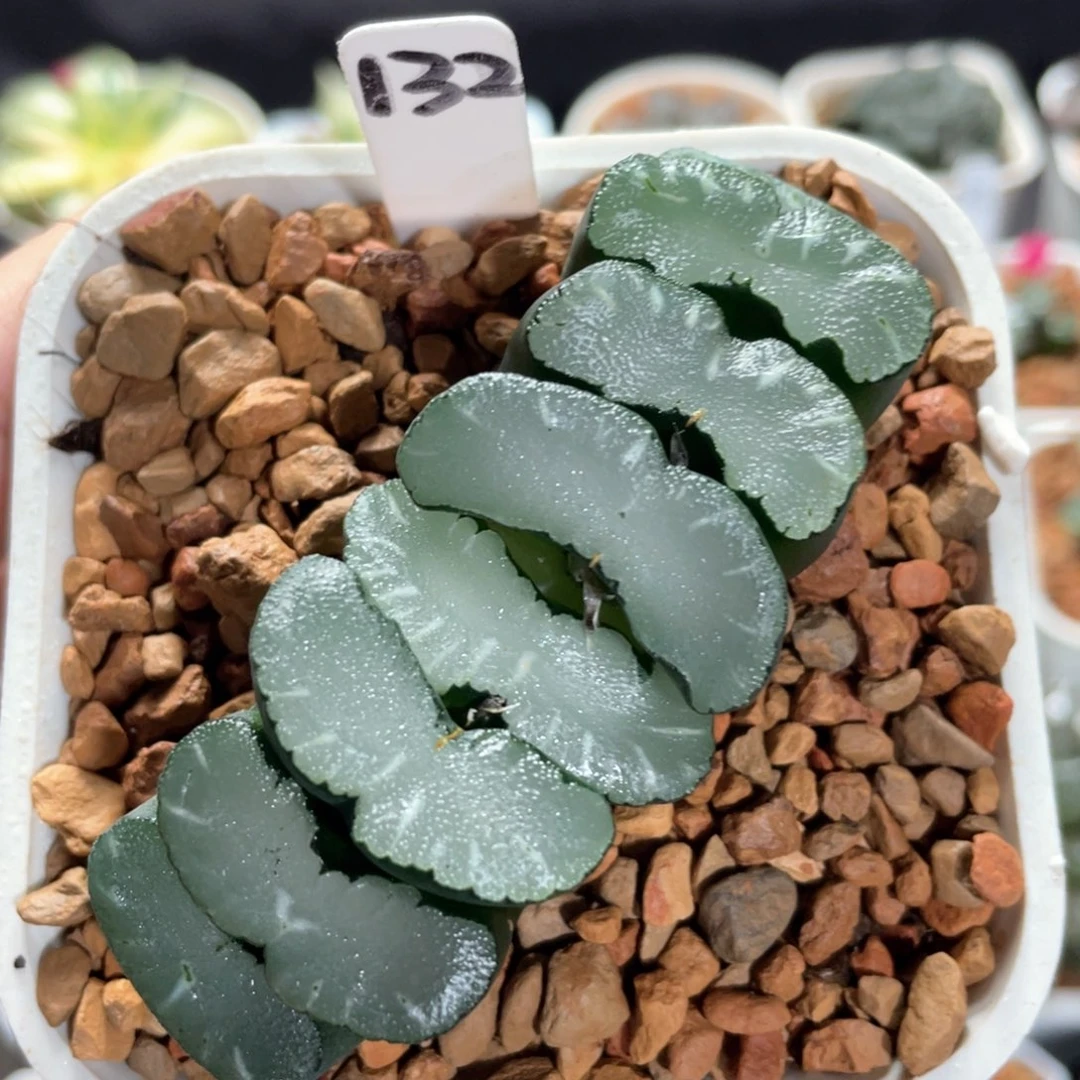 133圣光玉扇。