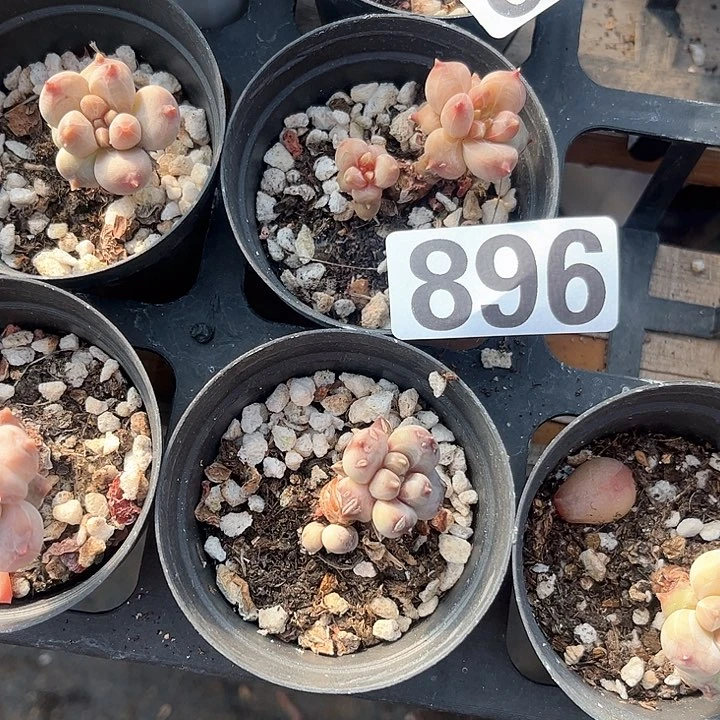 ～****＊多肉植物一物一拍