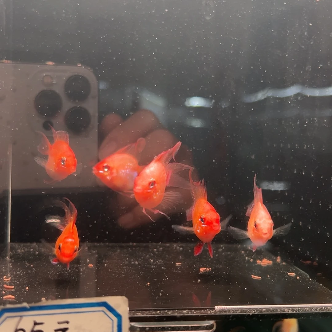 短鲷鱼练手金波六条