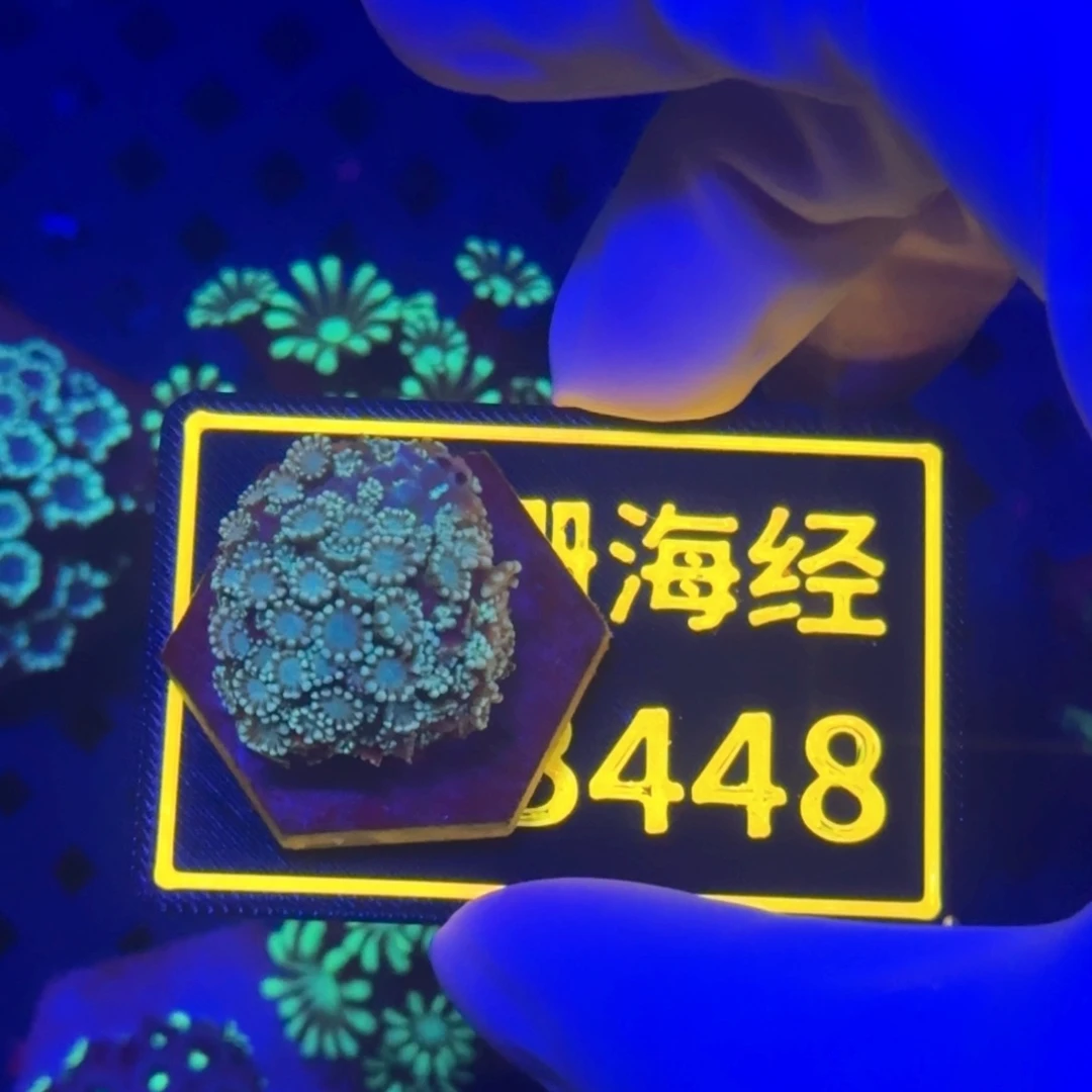 N***l纽扣珊瑚又又不包邮茉莉B448