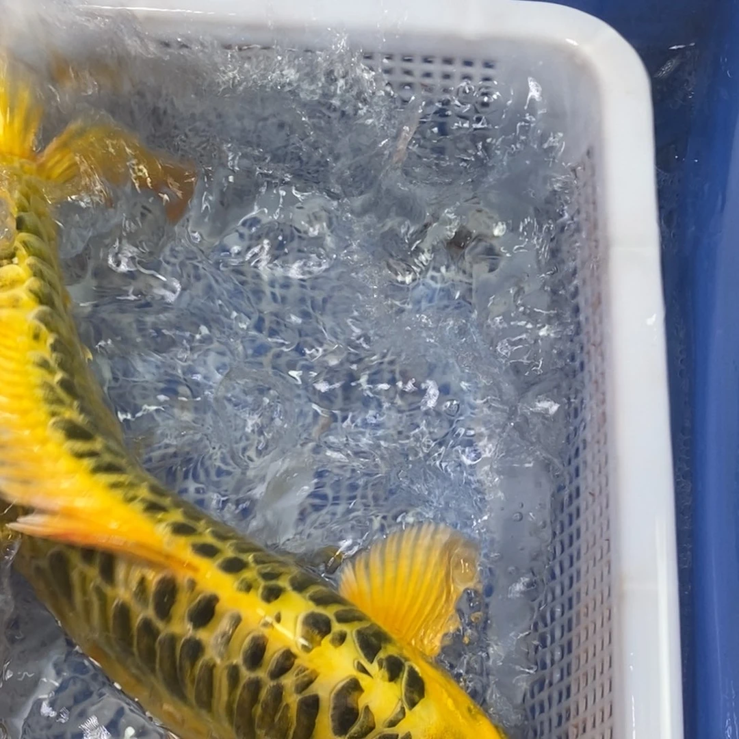 锦鲤冷水锦鲤包邮