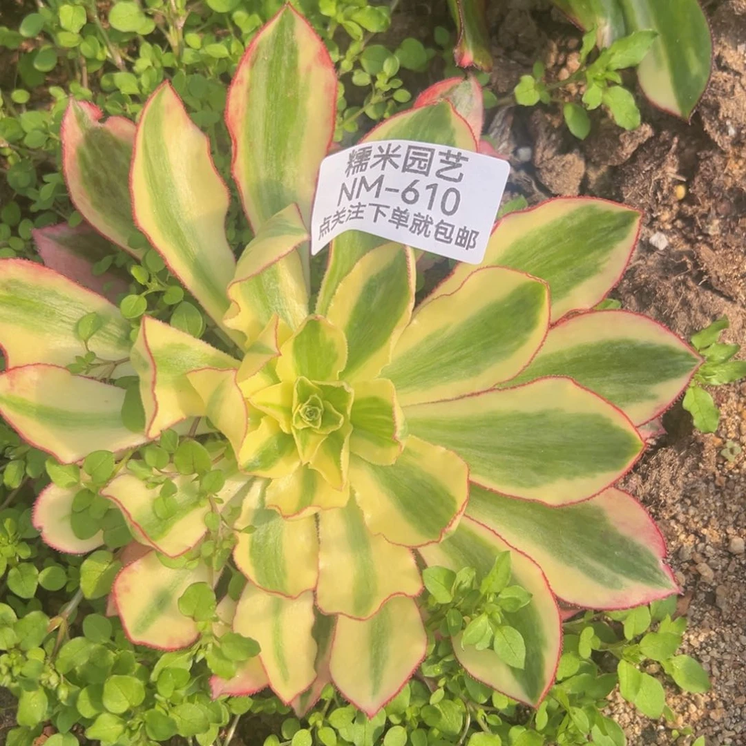 魅影对肉植物610