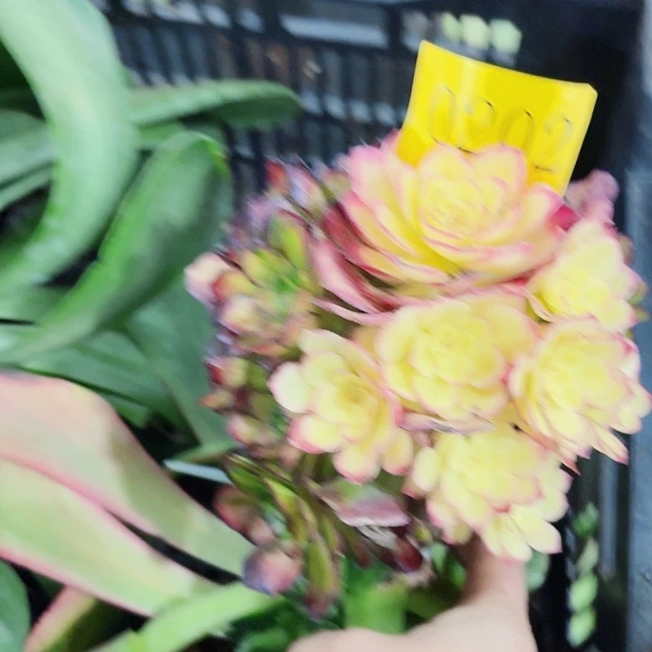 多肉植物海王七彩0202