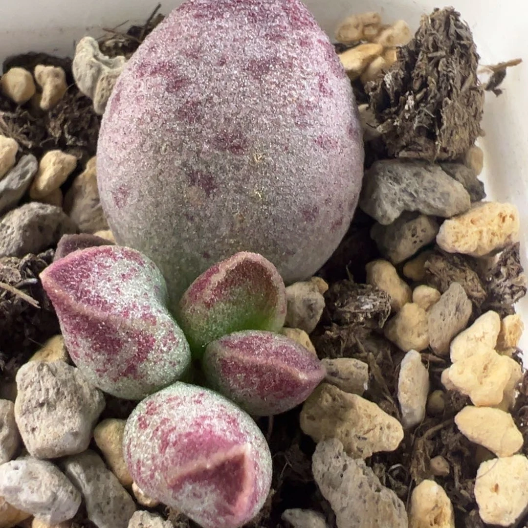 艾薇大苗多肉植物水泡