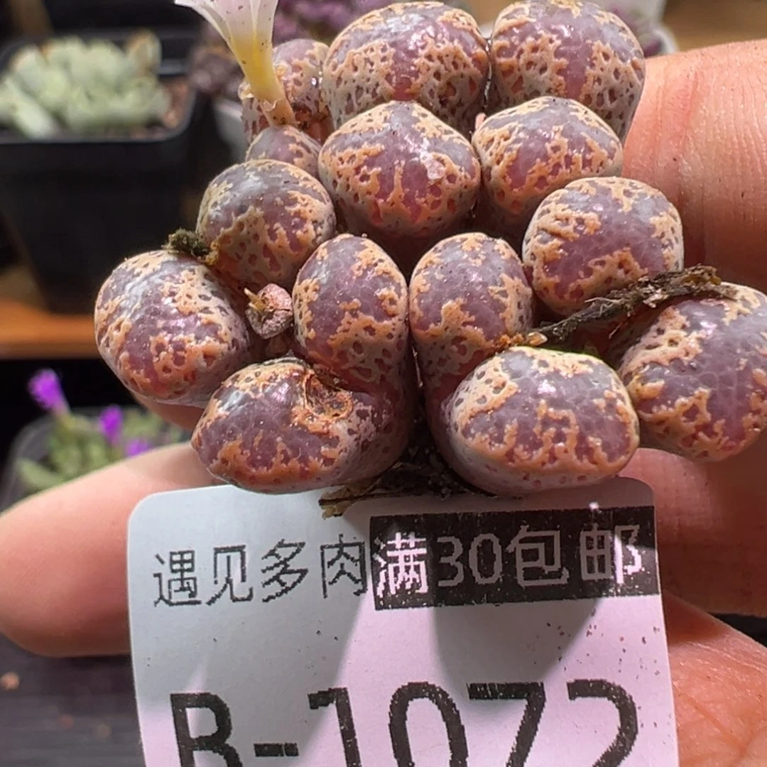 多肉植物1111111111111