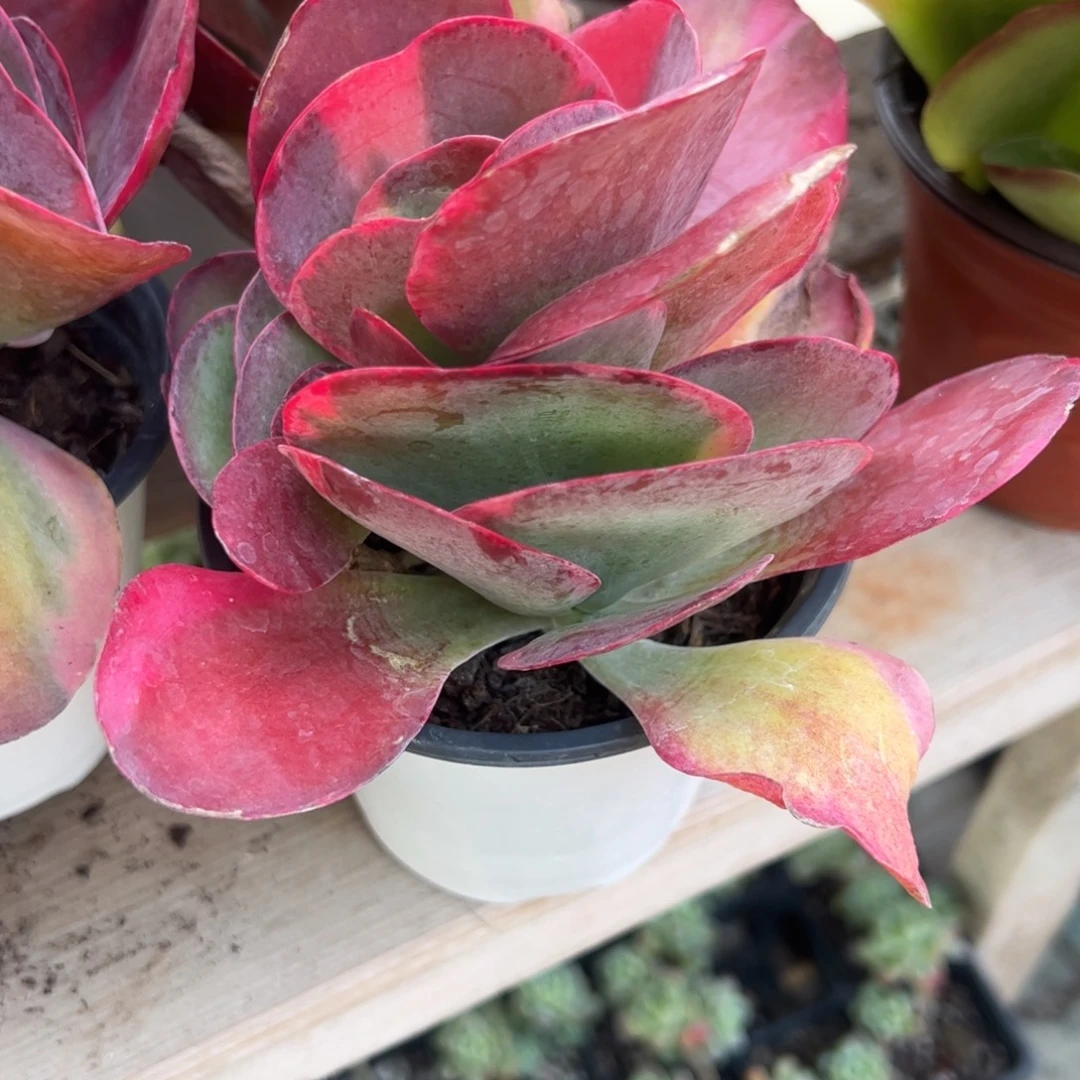 唐印锦多肉植物精品