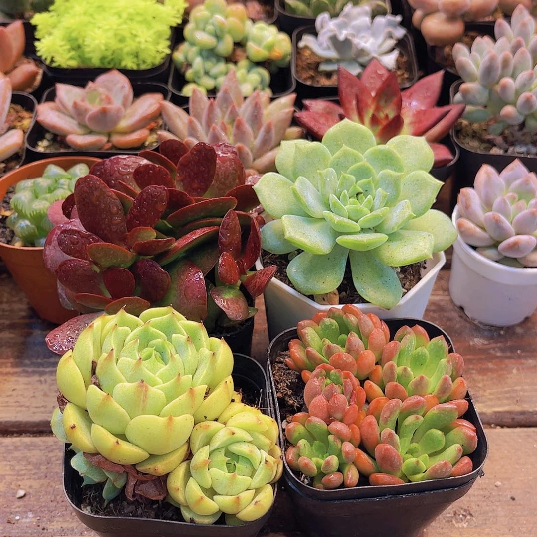 特价爱心套餐带盆土