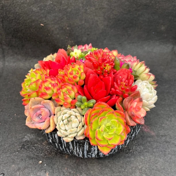 创意多肉植物组合盆栽经典竖条纹多肉盆栽设计