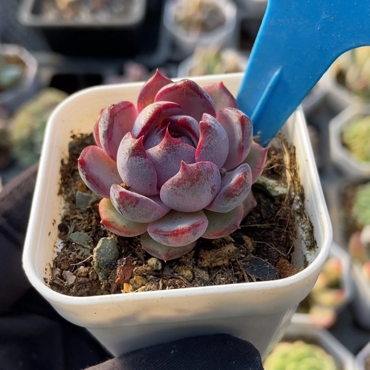 888蓝梅多肉植物保护