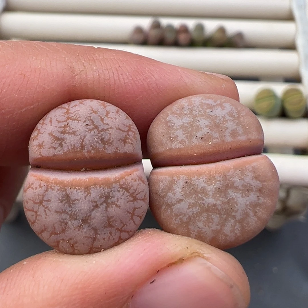 12.13好看的多肉脱土发货928