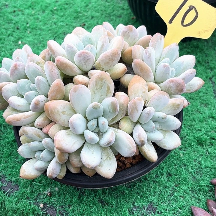 香水10号码牌子的话题了