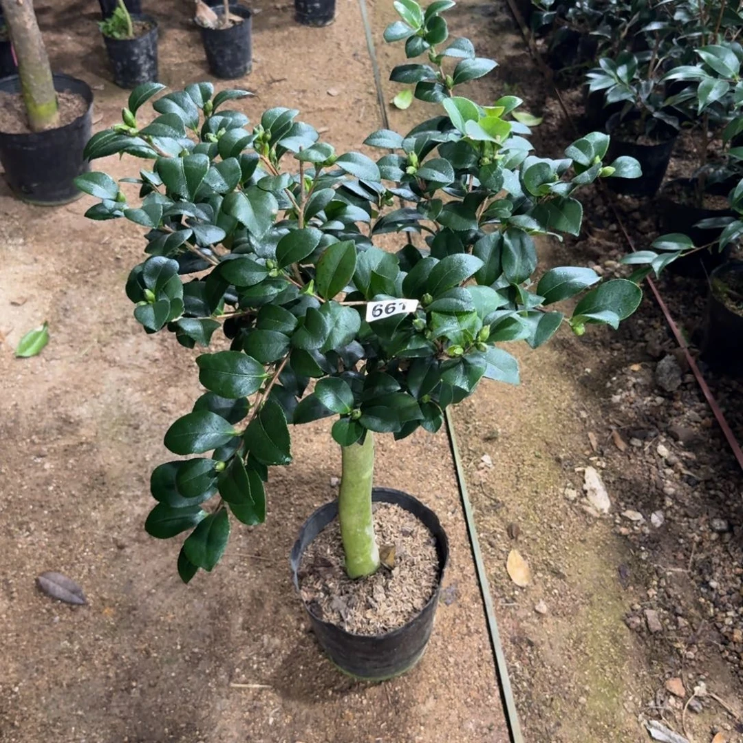 少量花朵（建议范围：2朵-5朵 或40%以下）661财神嫁接3刀